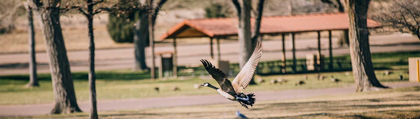 canada goose taking off in riverside park in morgan county, co
